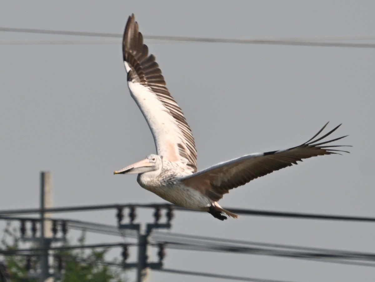 Spot-billed Pelican - ML647814022