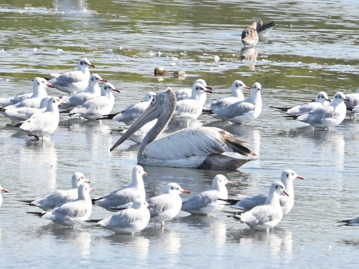 Spot-billed Pelican - ML647814032