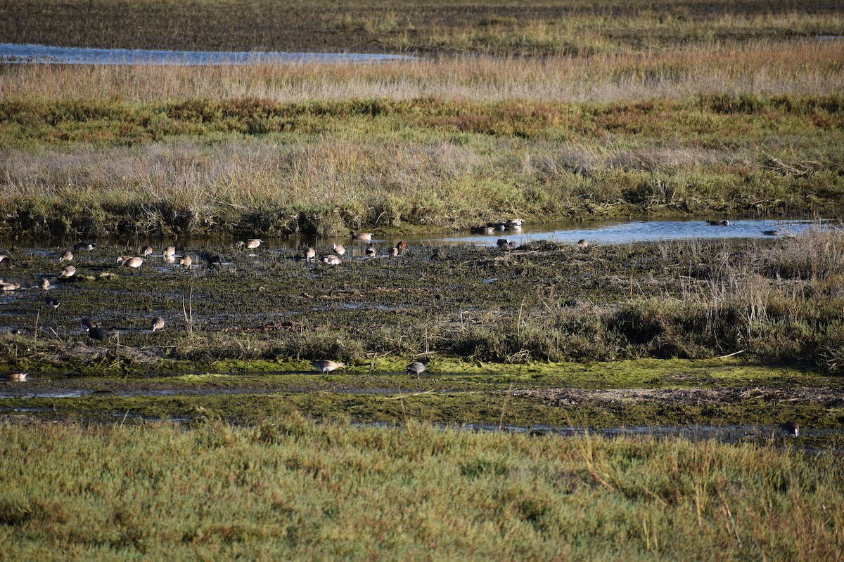 Свищ американський - ML647814050