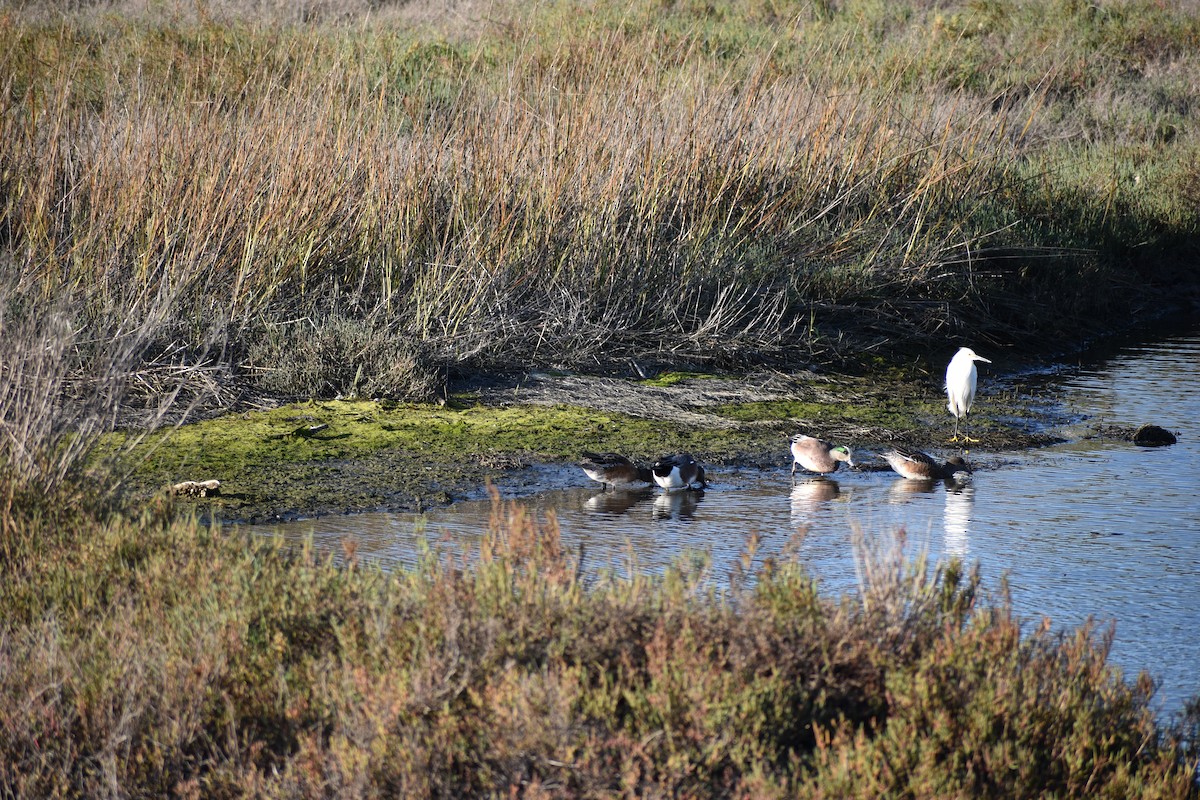 Свищ американський - ML647814051