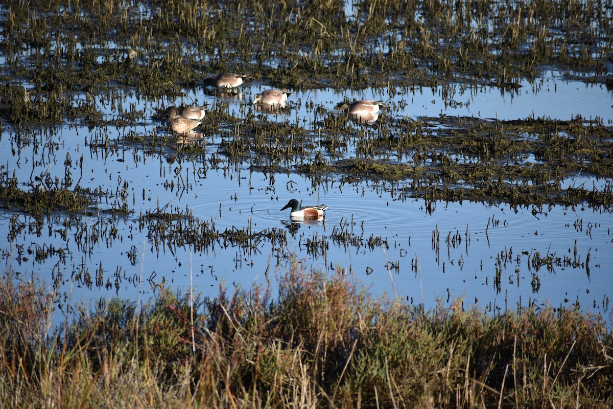 Свищ американський - ML647814052