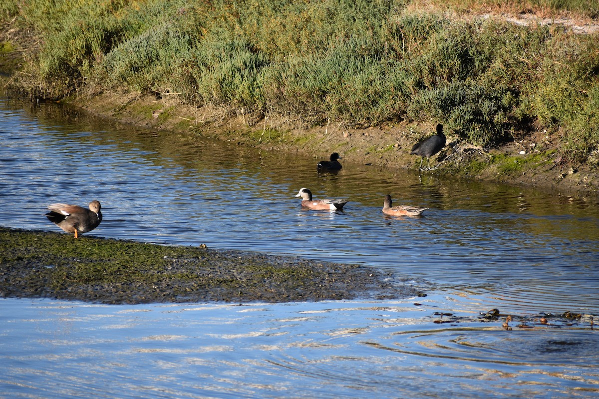 Свищ американський - ML647814053