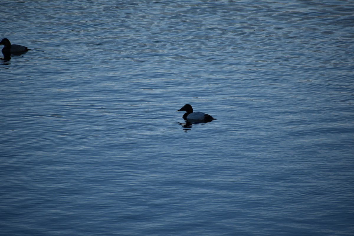 Murgilari bizkarzuria - ML647814056