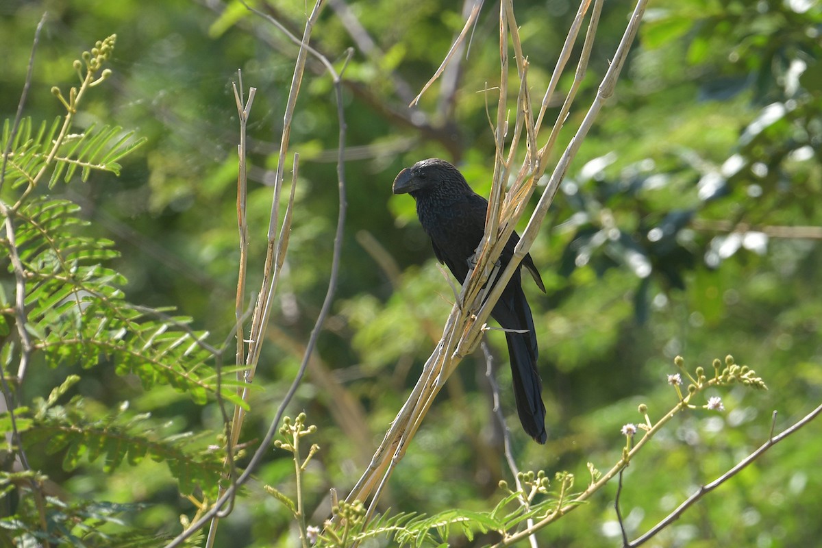 glattnebbani - ML647814057