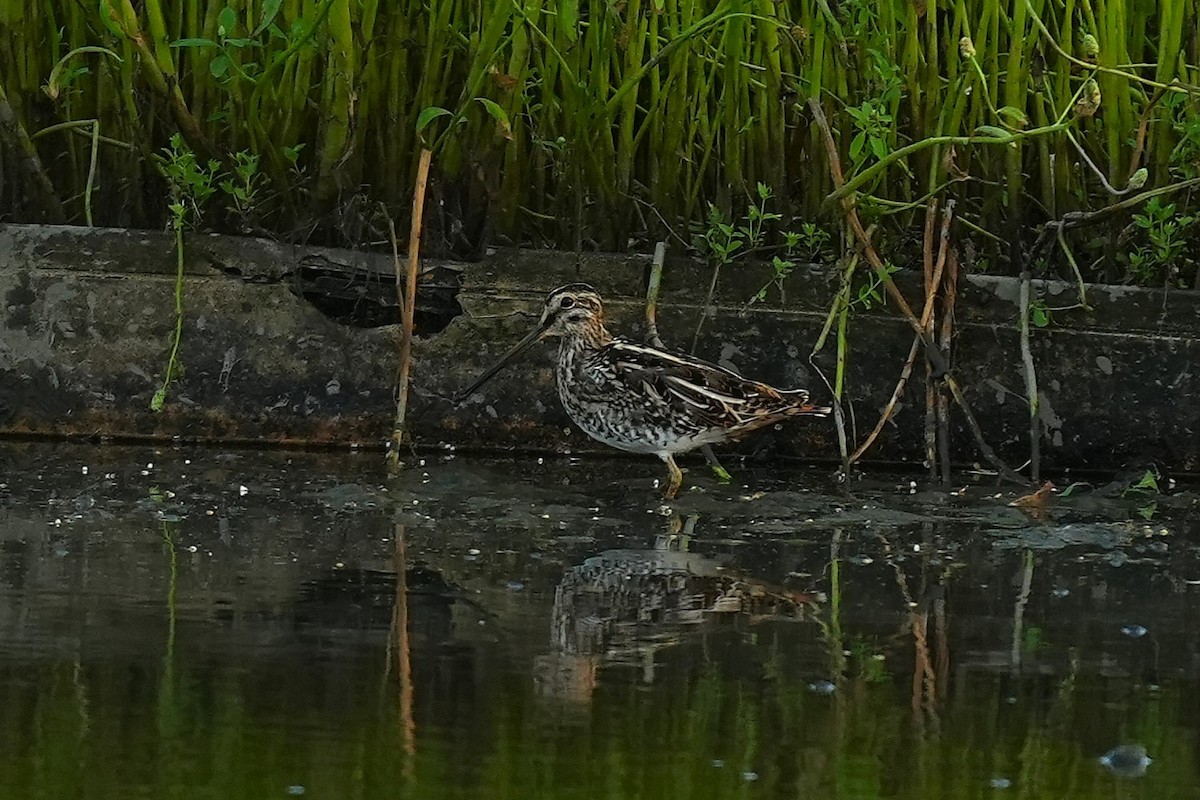 חרטומית ביצות - ML647814084