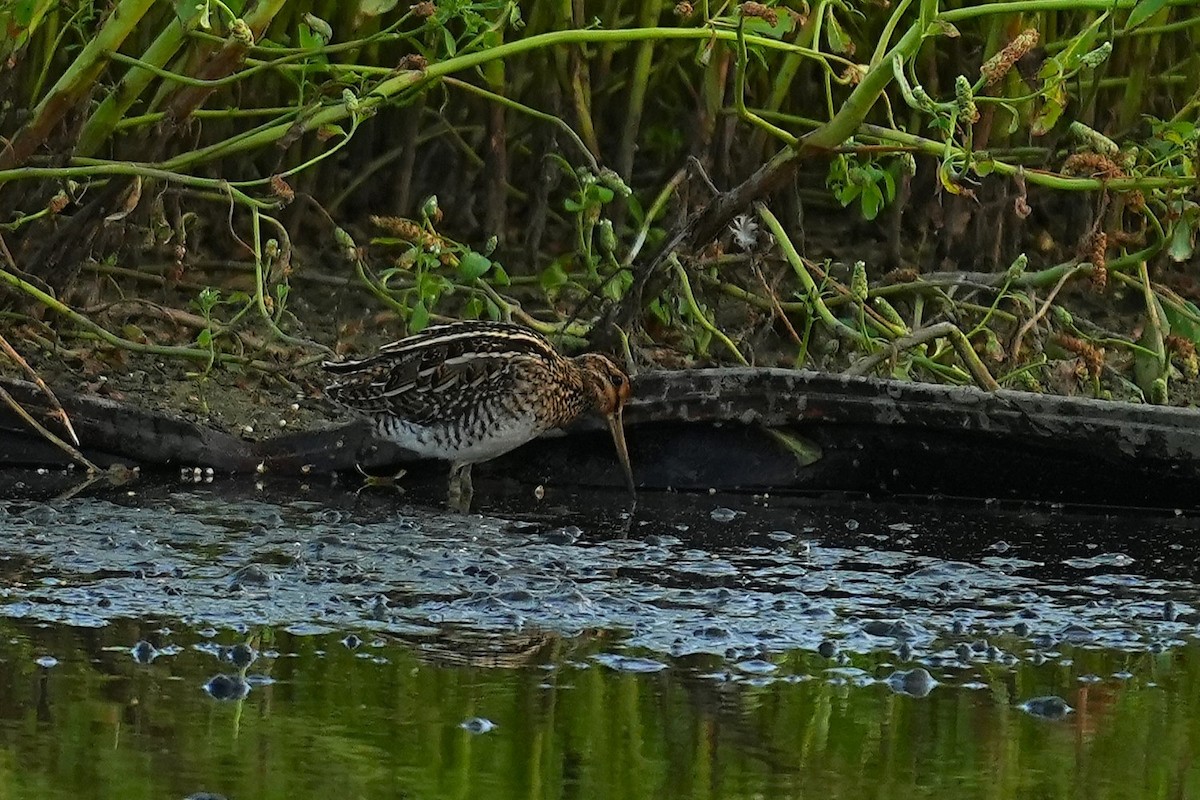 חרטומית ביצות - ML647814085