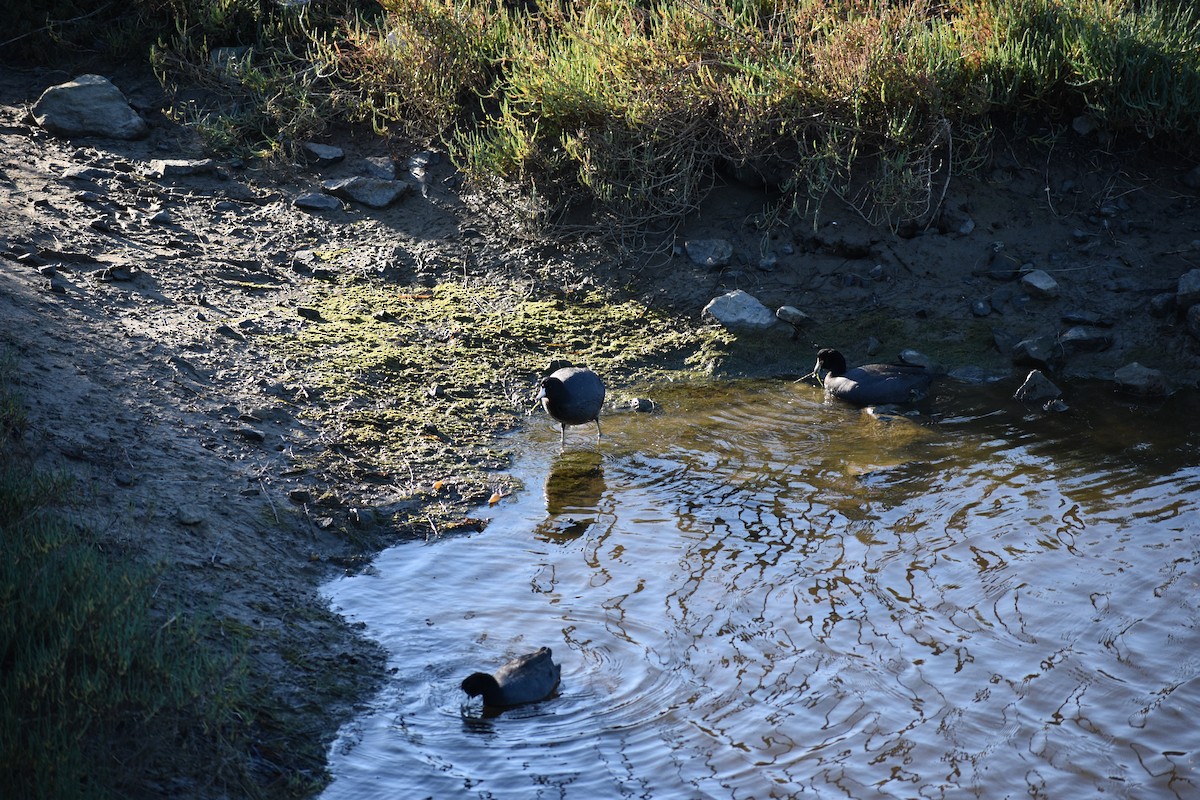 אגמית אמריקנית - ML647814099