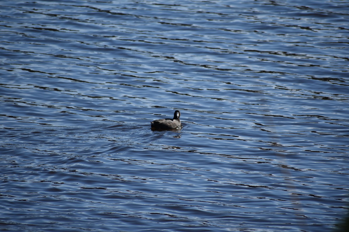אגמית אמריקנית - ML647814101