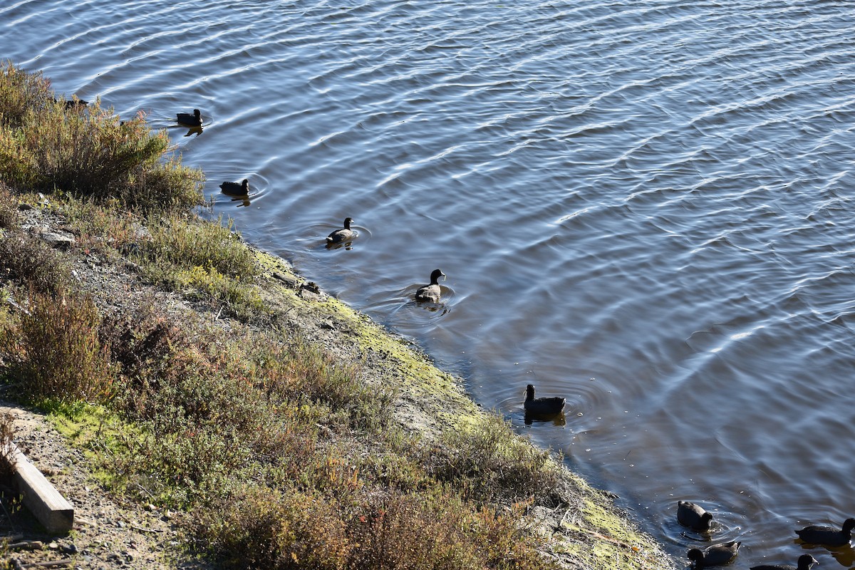 אגמית אמריקנית - ML647814102