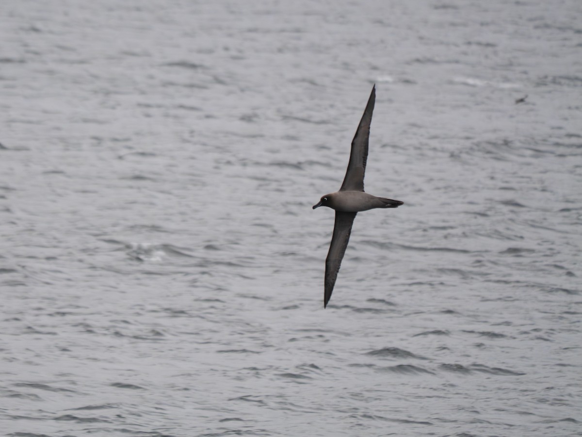 Graumantelalbatros - ML647814111