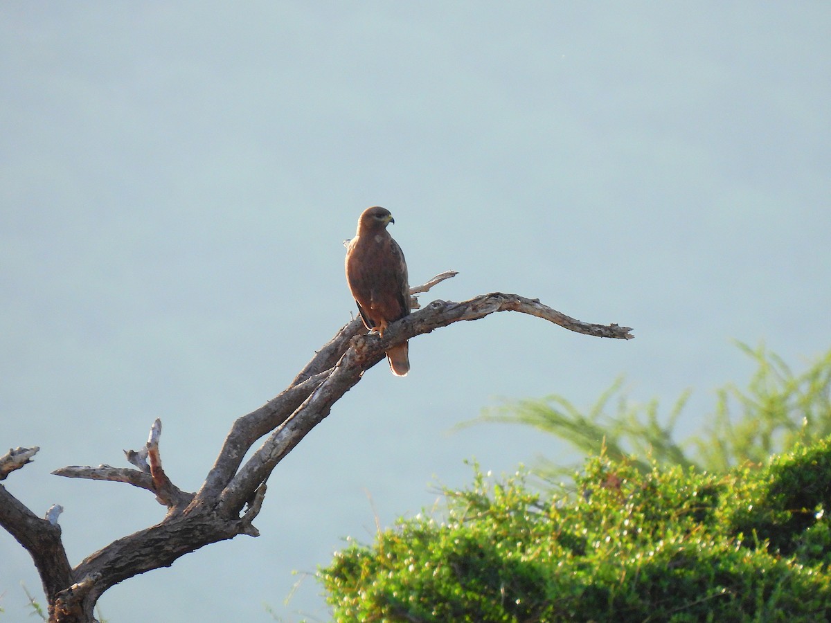 Tawny Eagle - ML647814127