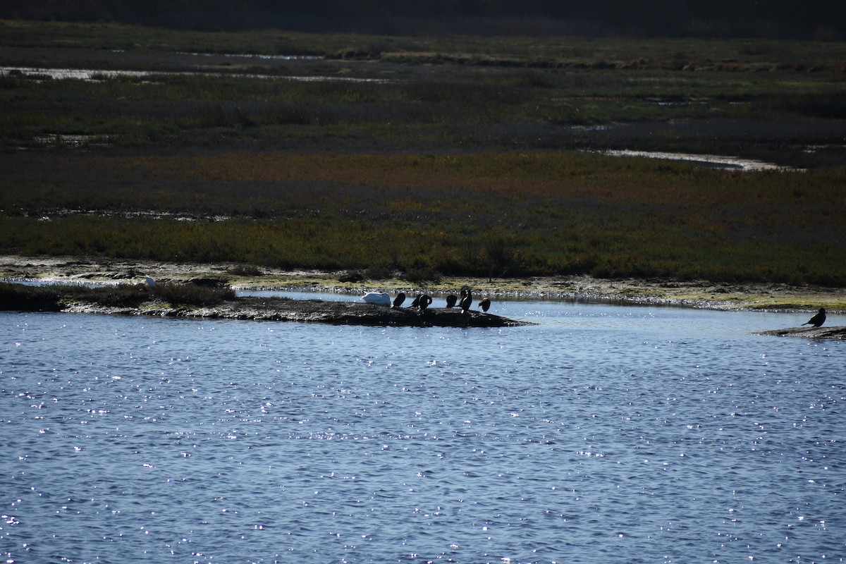 Double-crested Cormorant - ML647814131