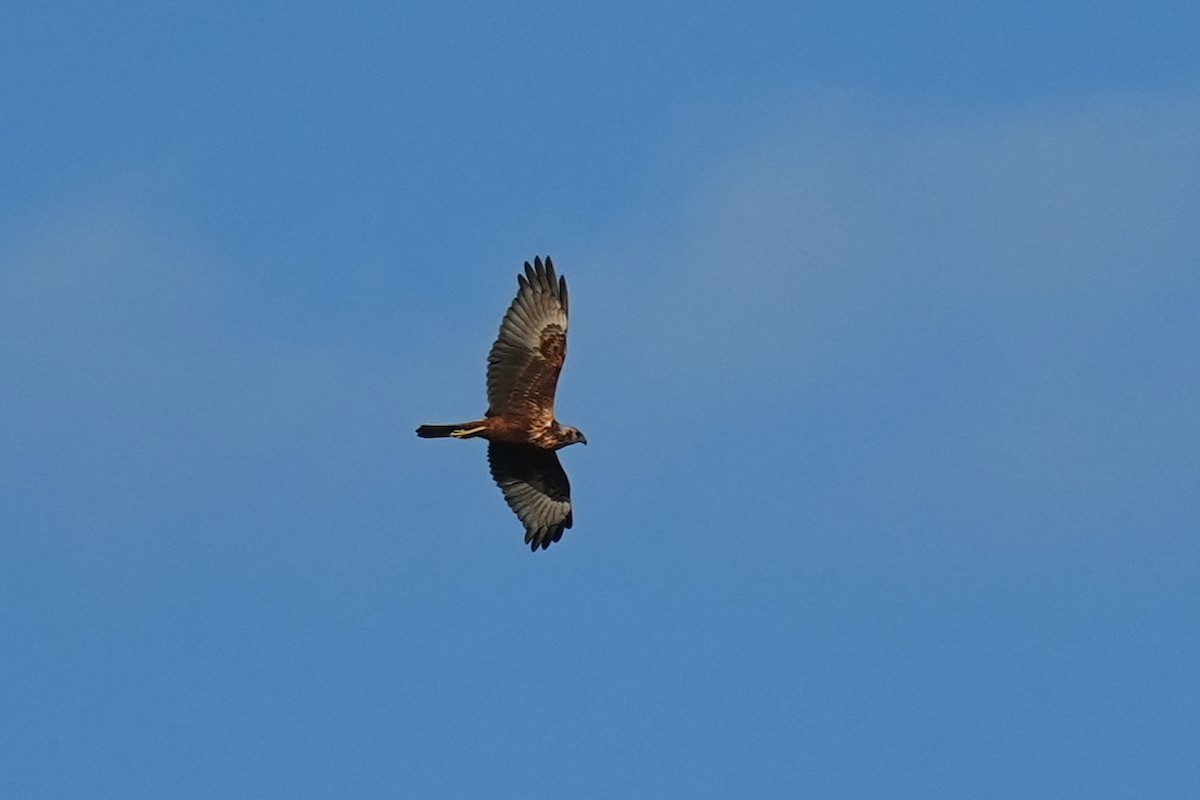 moták východní - ML647814134