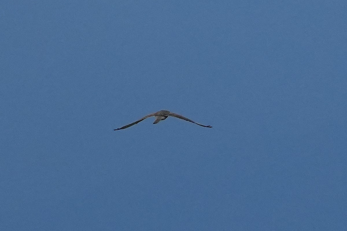 Aguilucho Pálido - ML647814151