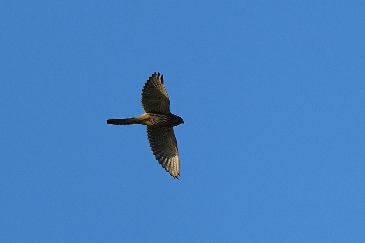 Cernícalo Vulgar - ML647814159