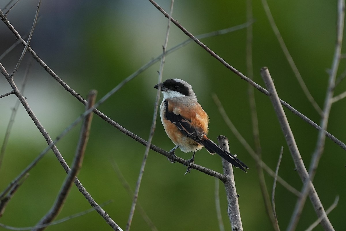 Alcaudón Schach - ML647814165