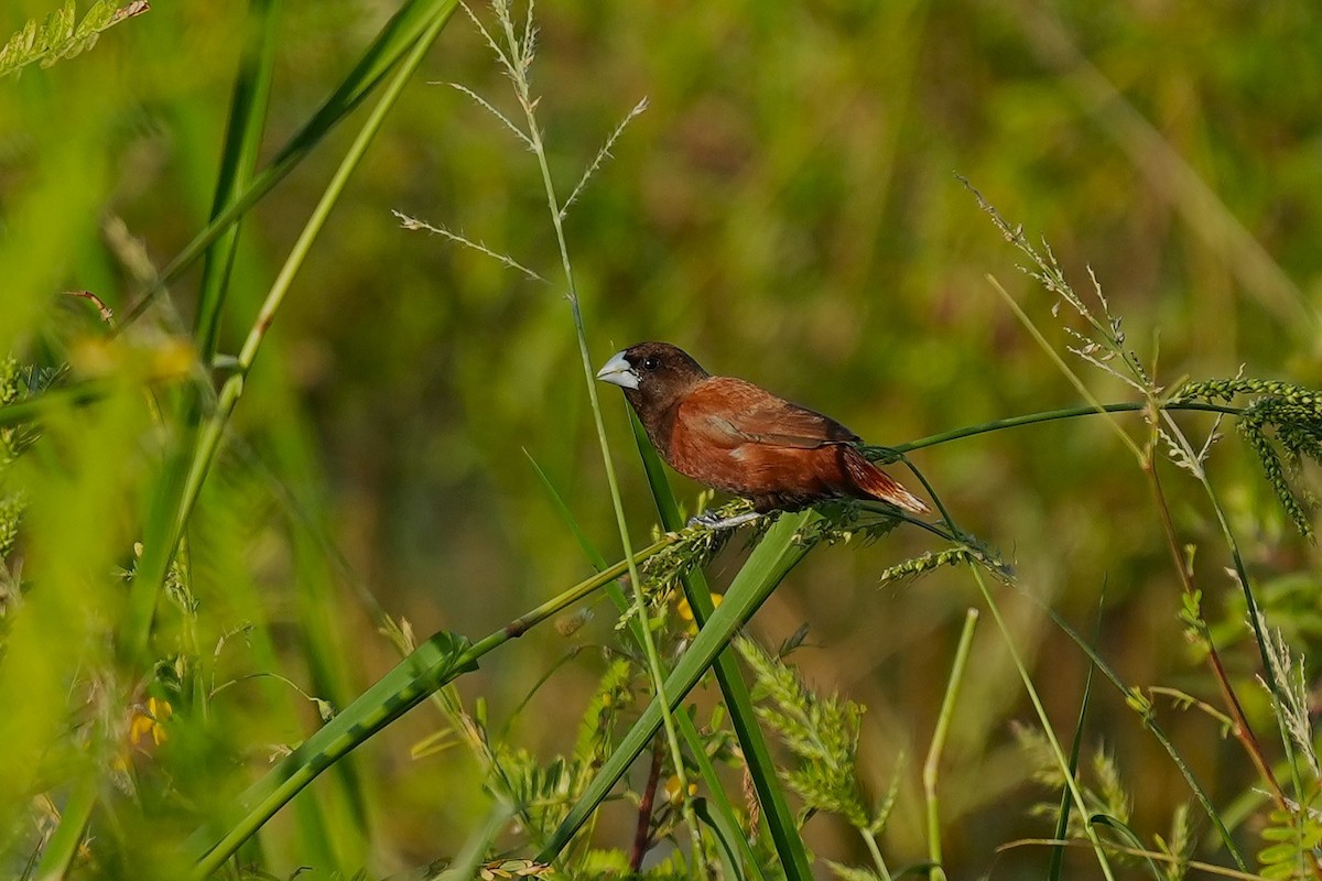 Capucin à tête noire - ML647814169