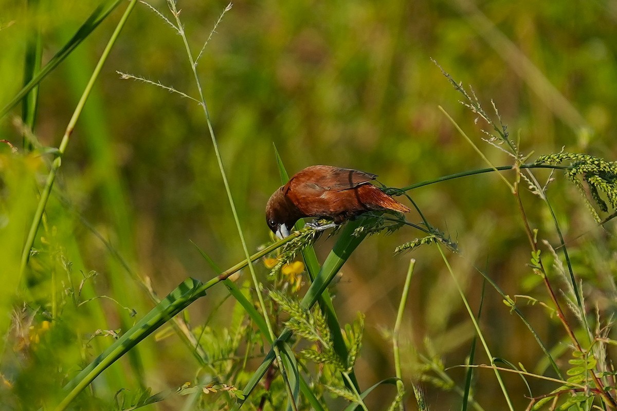 Capucin à tête noire - ML647814170