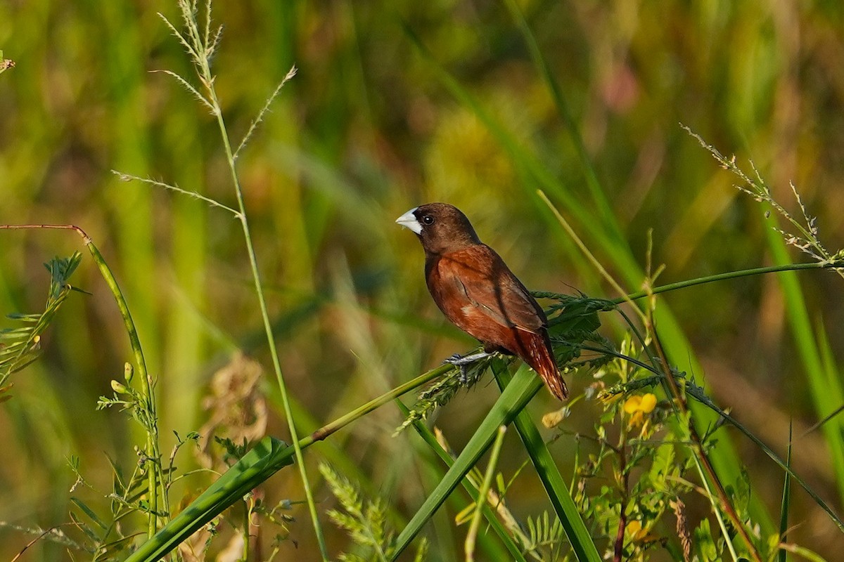 Capucin à tête noire - ML647814171