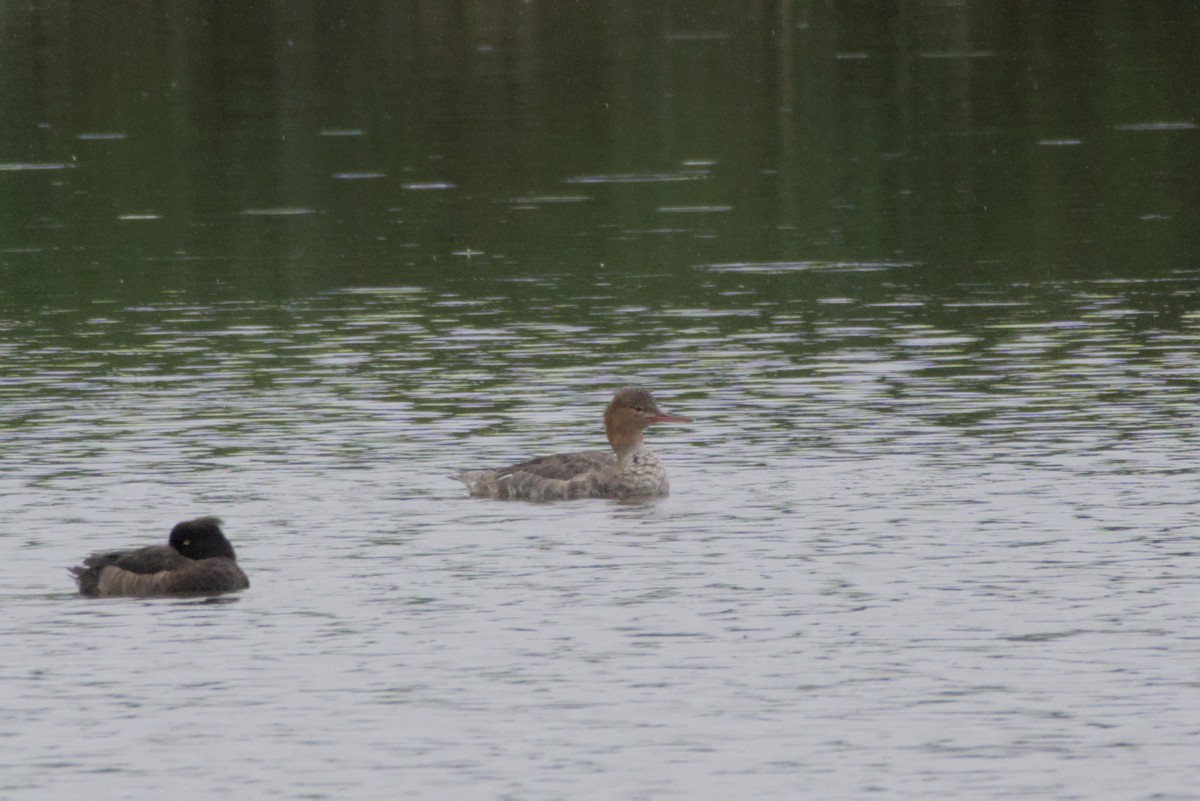מרגון בינוני - ML647814174