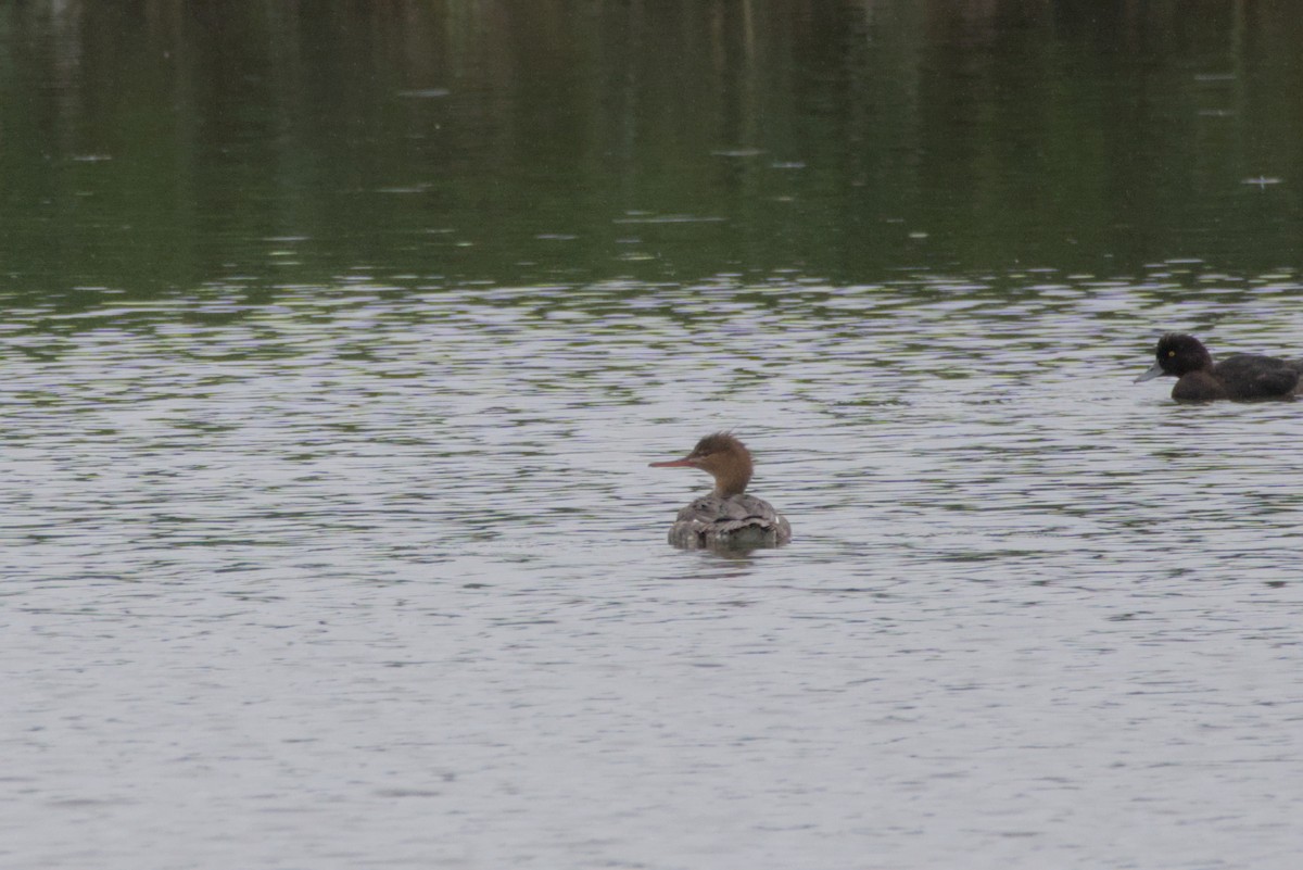 מרגון בינוני - ML647814175