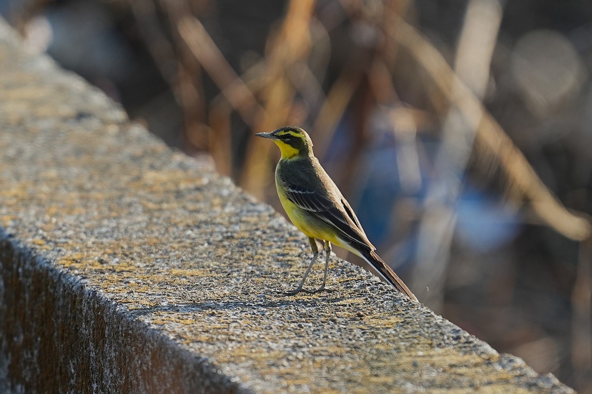 Lavandera de Chukotka - ML647814176