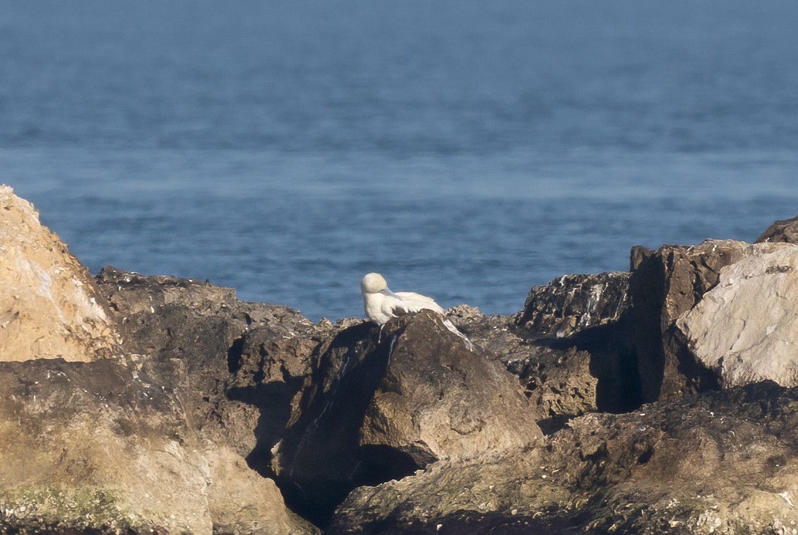 Red-footed Booby - ML647814188