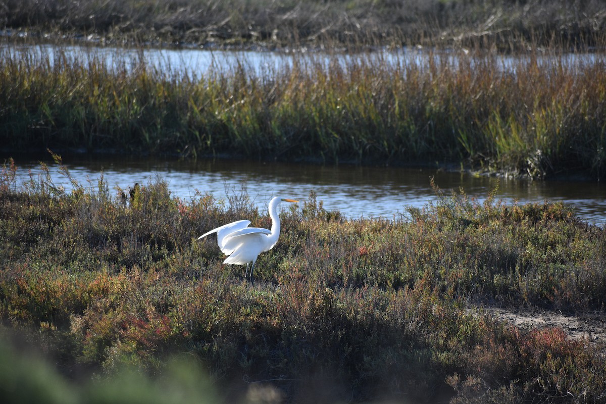 Garceta Grande - ML647814199