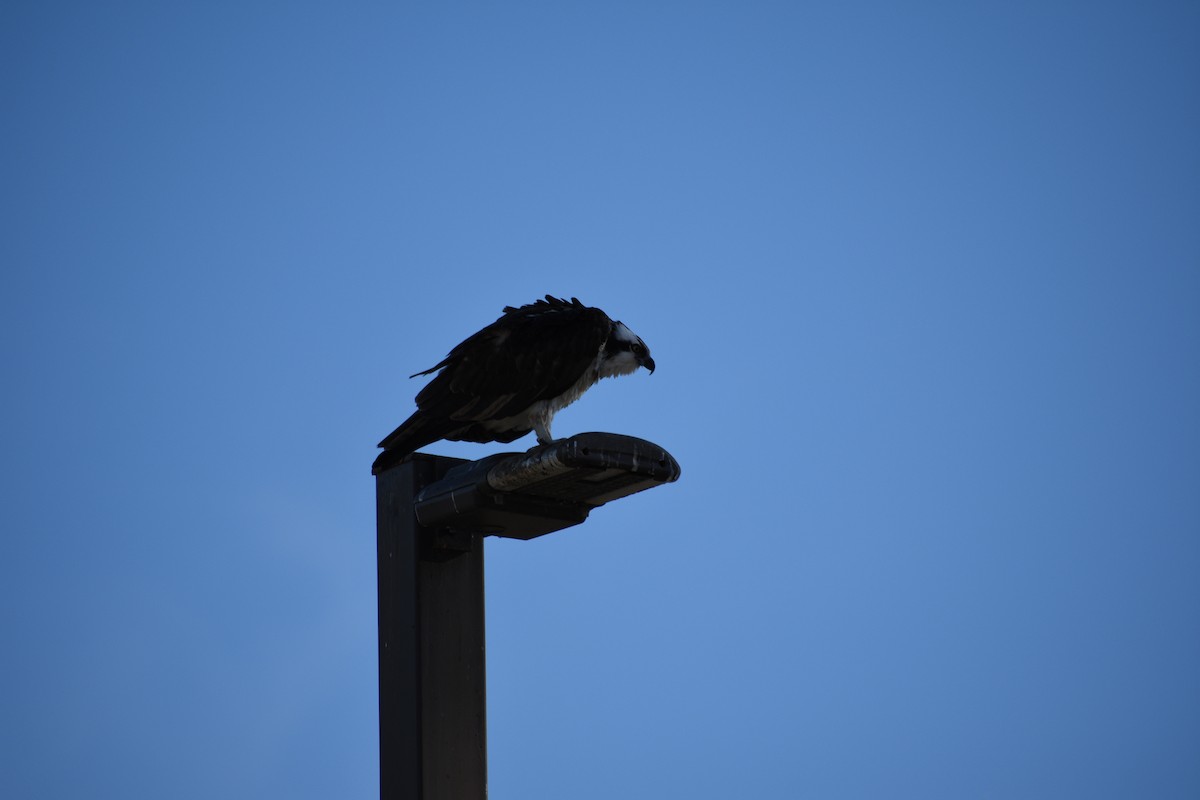 Águila Pescadora - ML647814208
