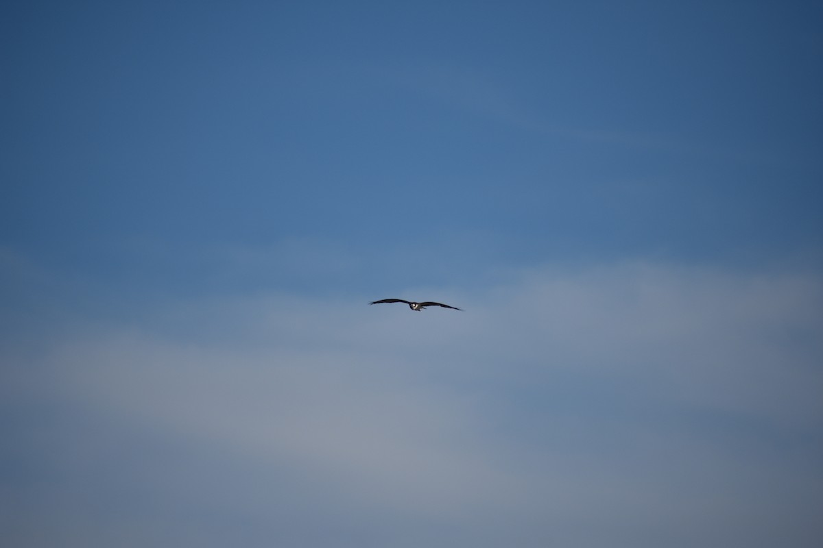 Águila Pescadora - ML647814209