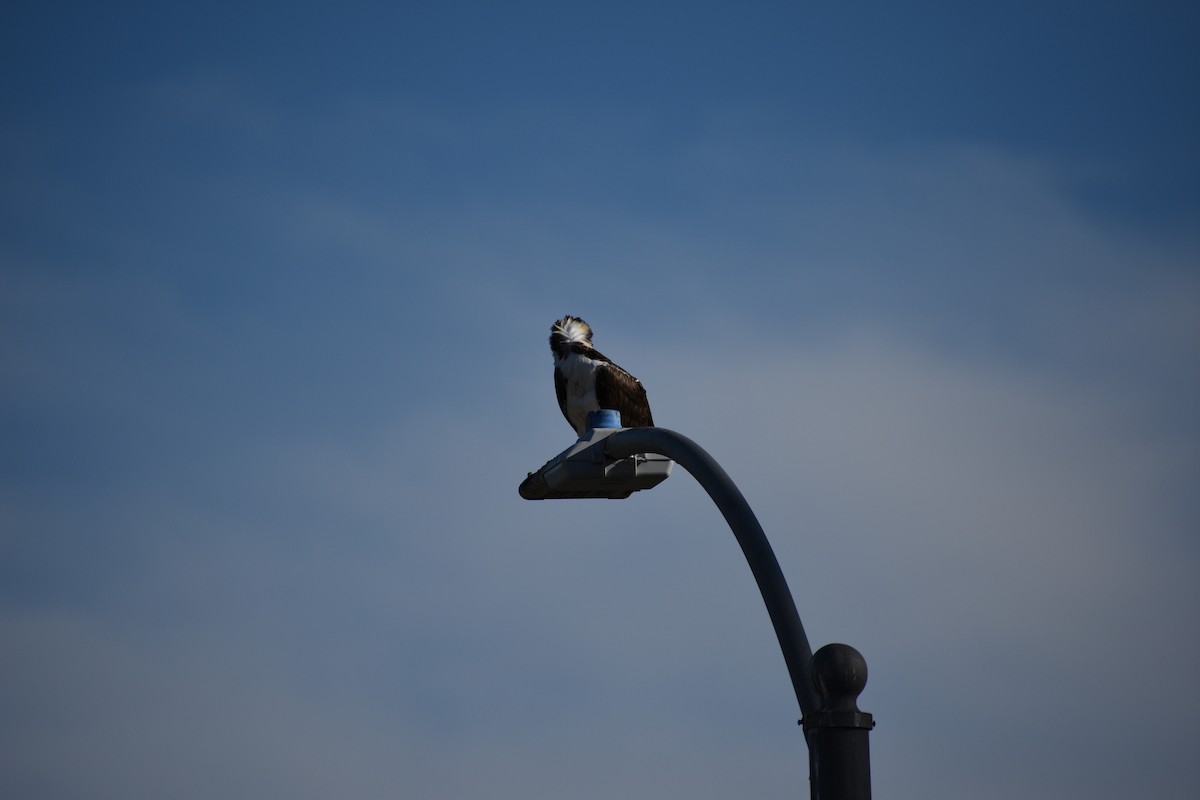 Águila Pescadora - ML647814210