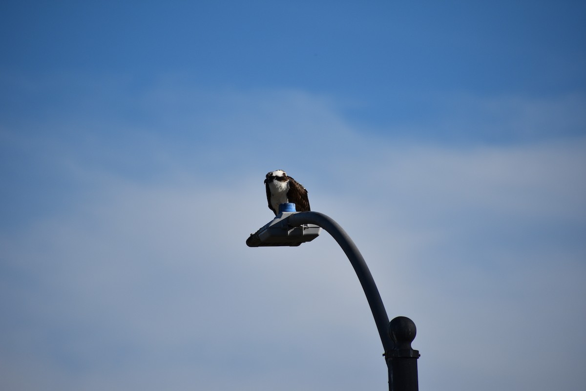 Águila Pescadora - ML647814211