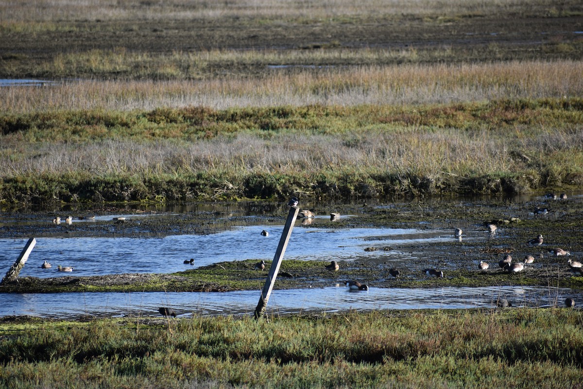 Martin handi iparramerikarra - ML647814223