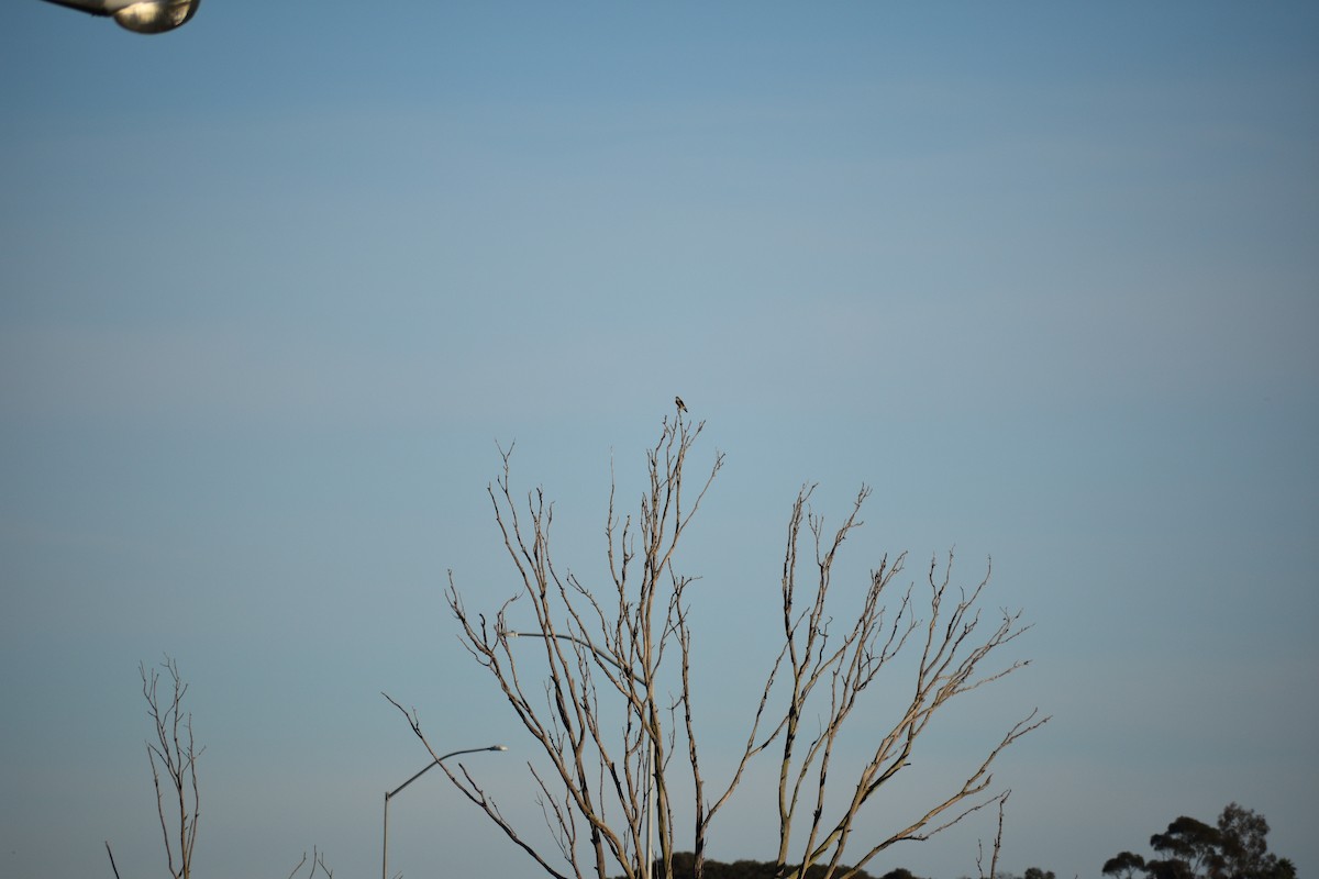 Cernícalo Americano - ML647814230