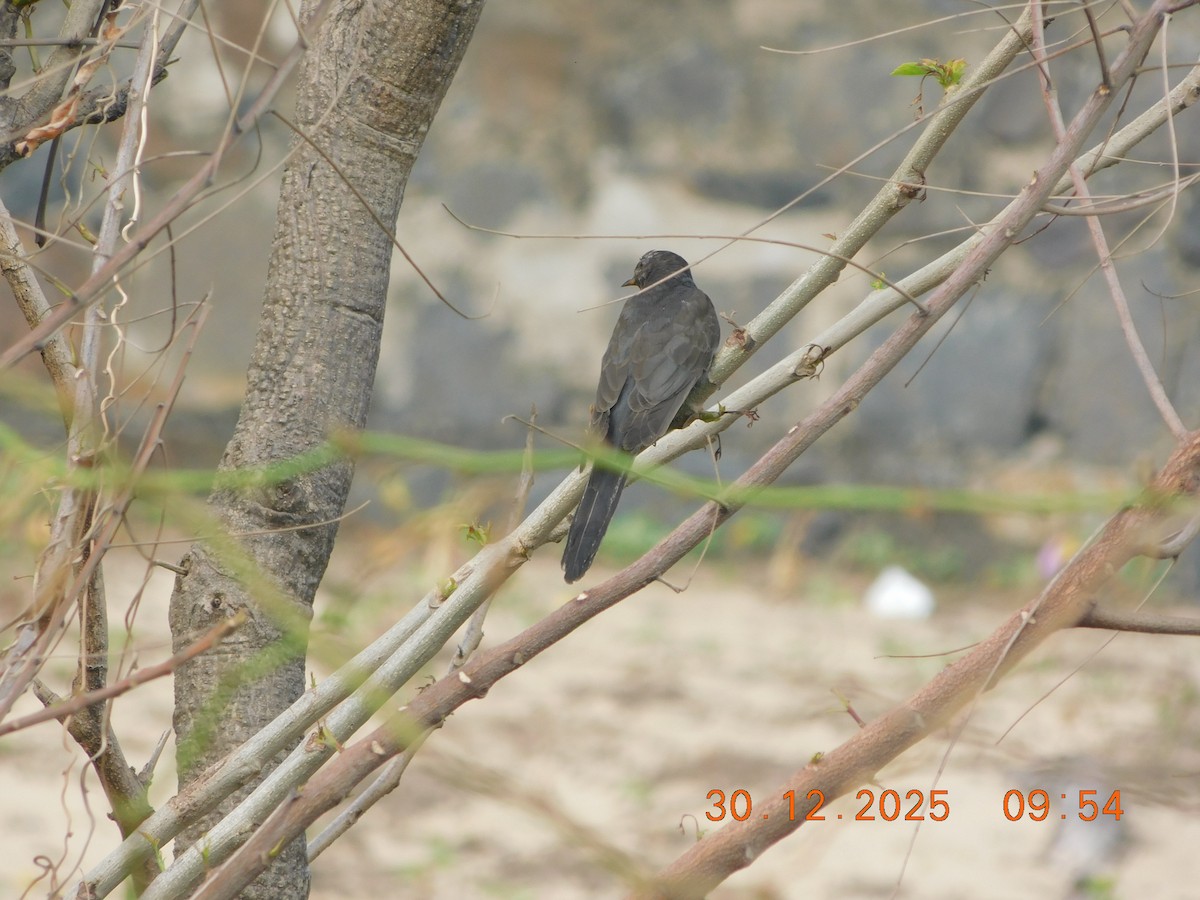 Gray-bellied Cuckoo - ML647814239