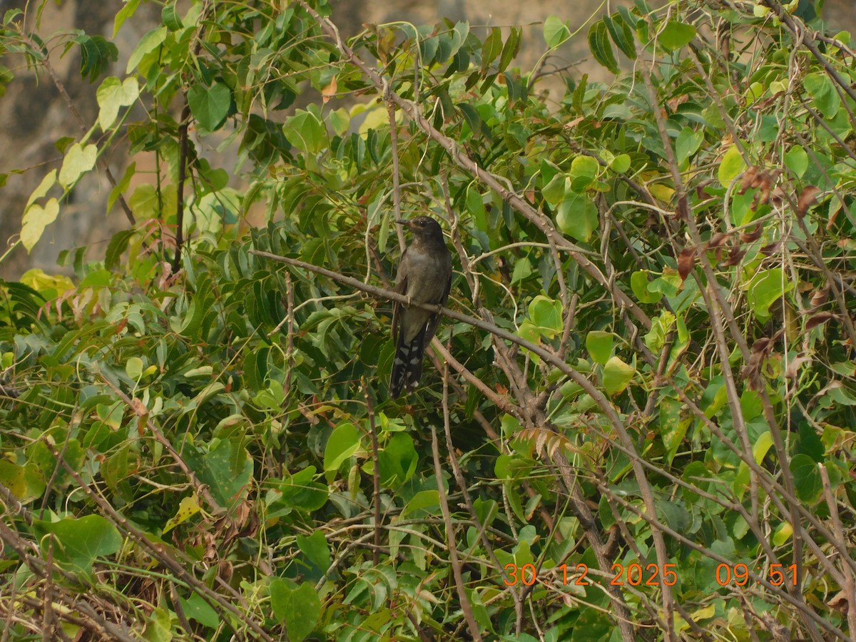 Gray-bellied Cuckoo - ML647814240
