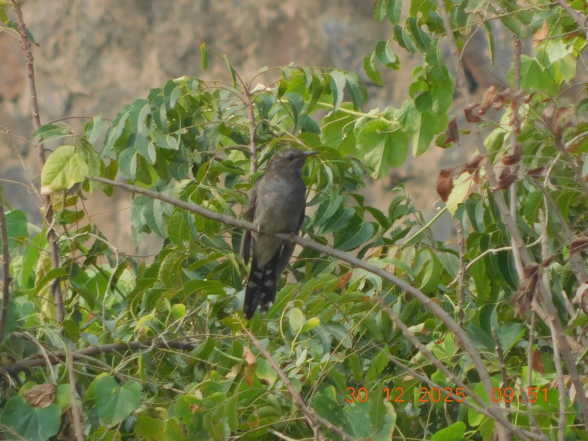 Gray-bellied Cuckoo - ML647814241