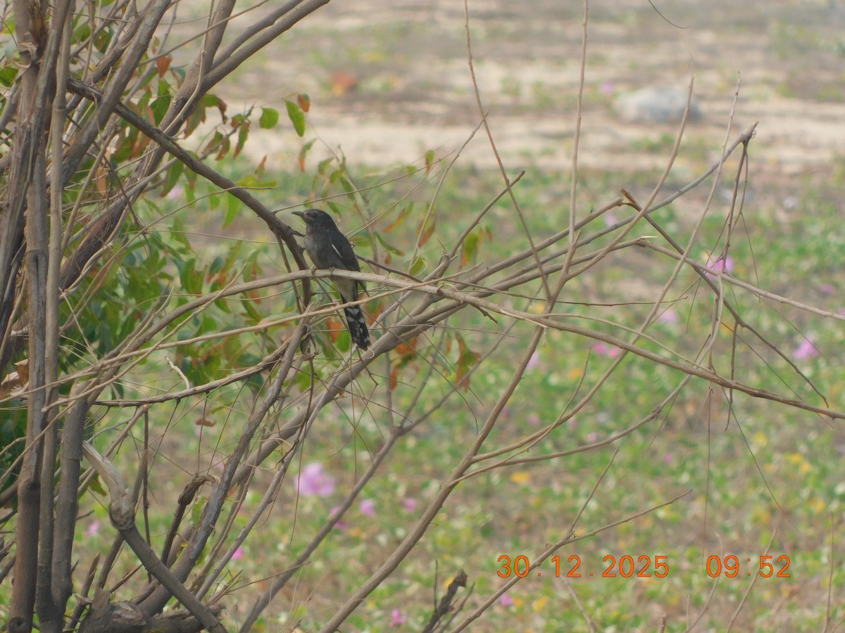 Gray-bellied Cuckoo - ML647814242
