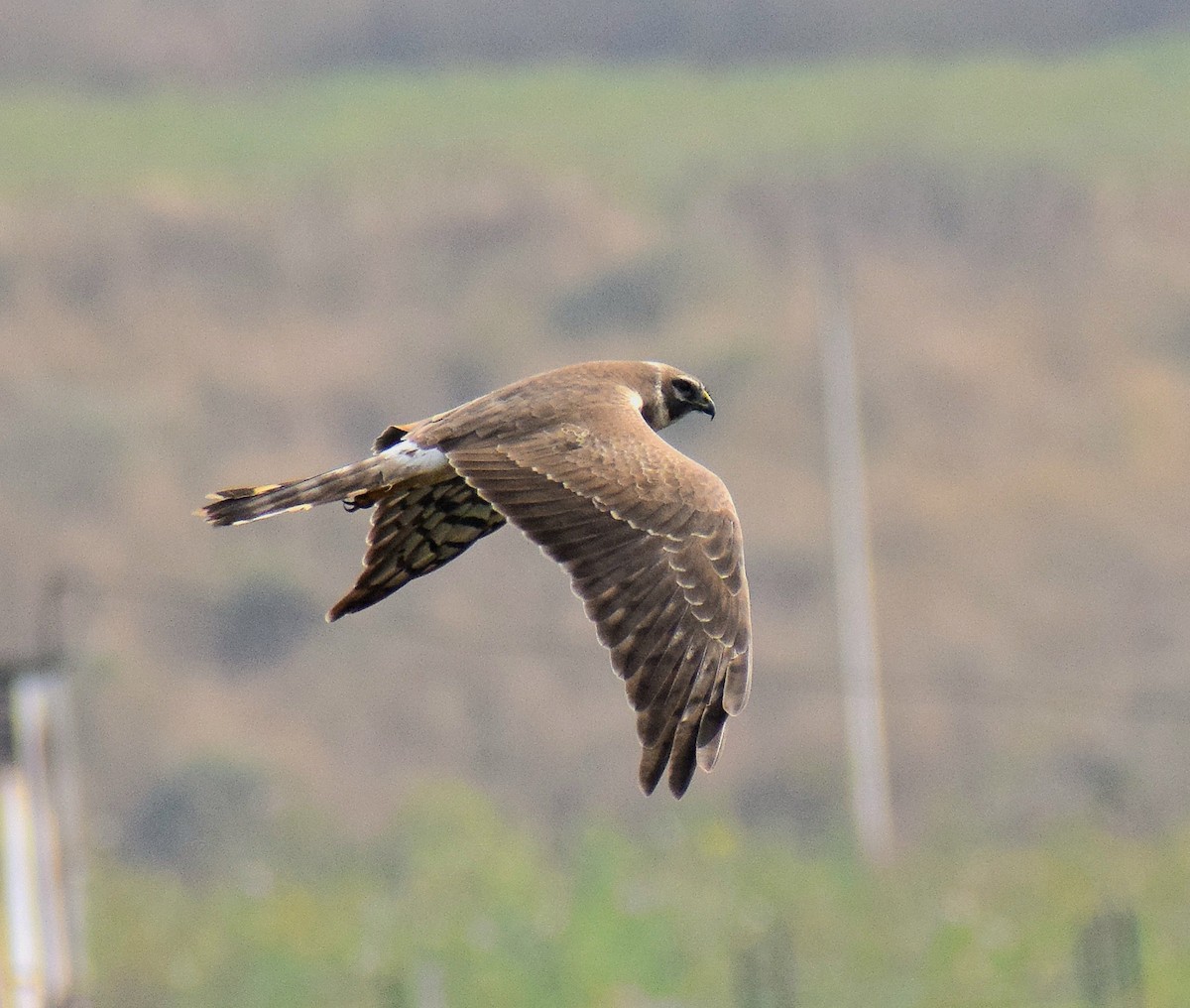 Aguilucho Papialbo - ML647814244