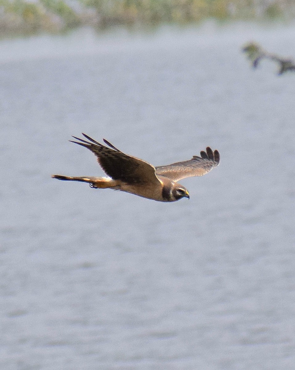 Aguilucho Papialbo - ML647814245