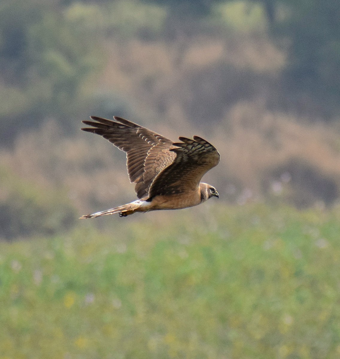 Aguilucho Papialbo - ML647814246