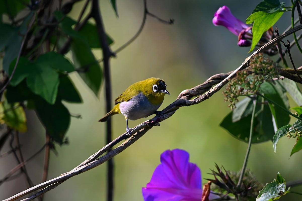 Indian White-eye - ML647814248