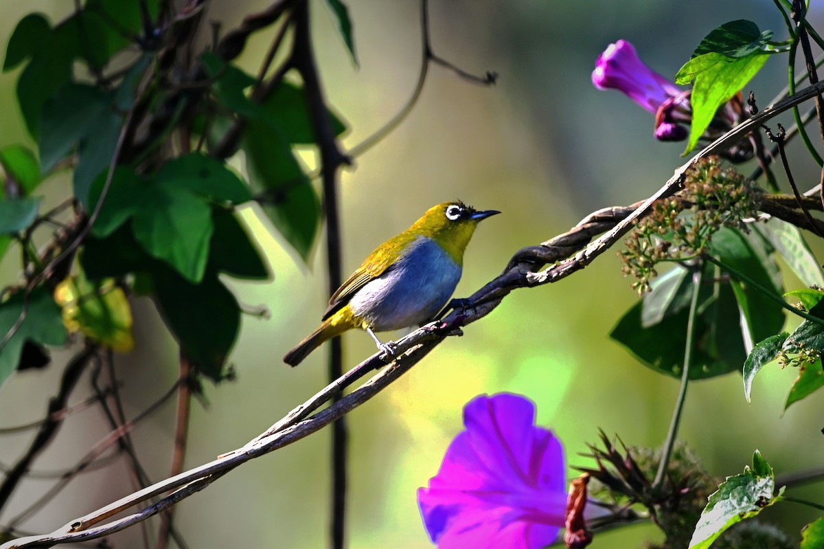 Indian White-eye - ML647814259