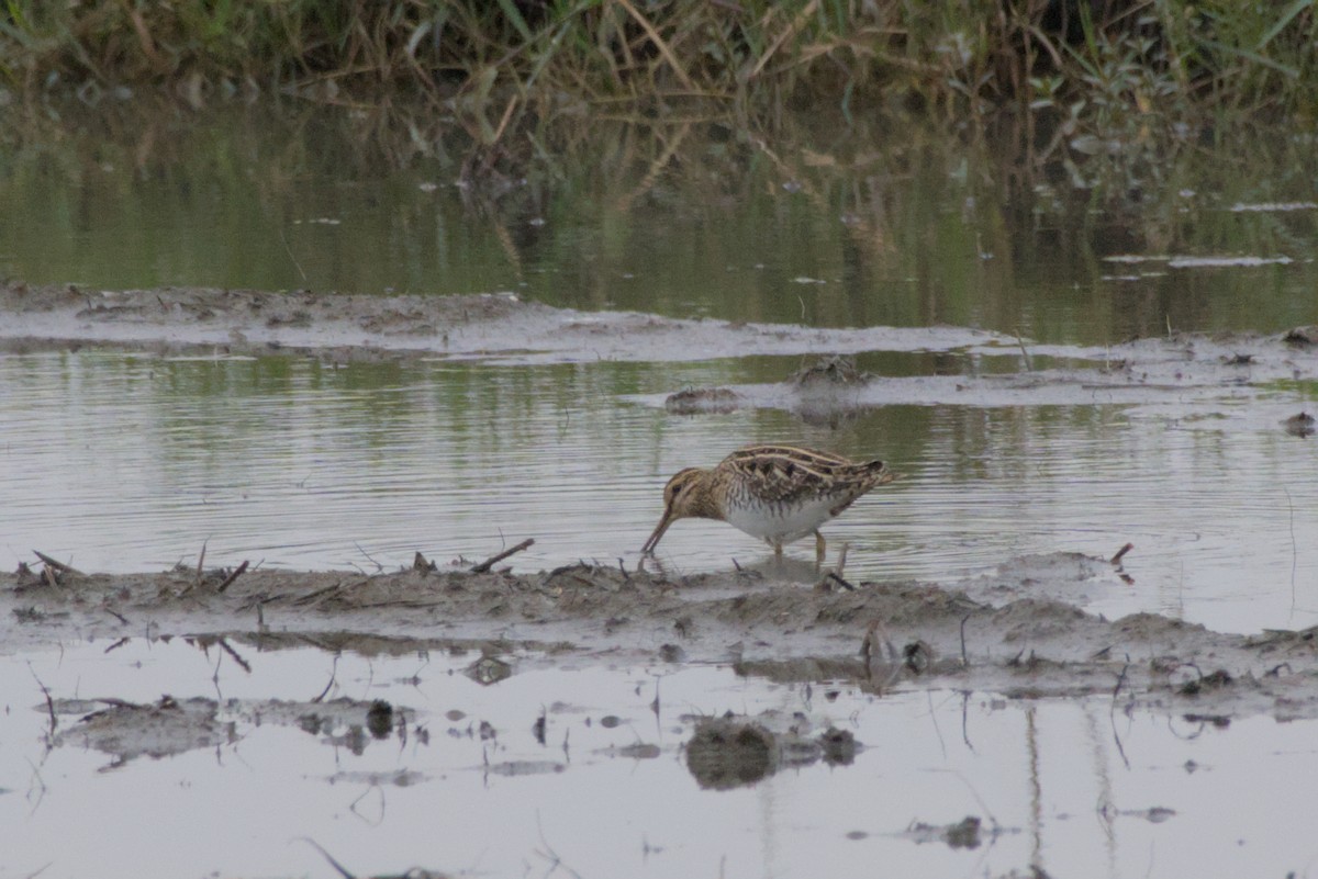 חרטומית ביצות - ML647814280