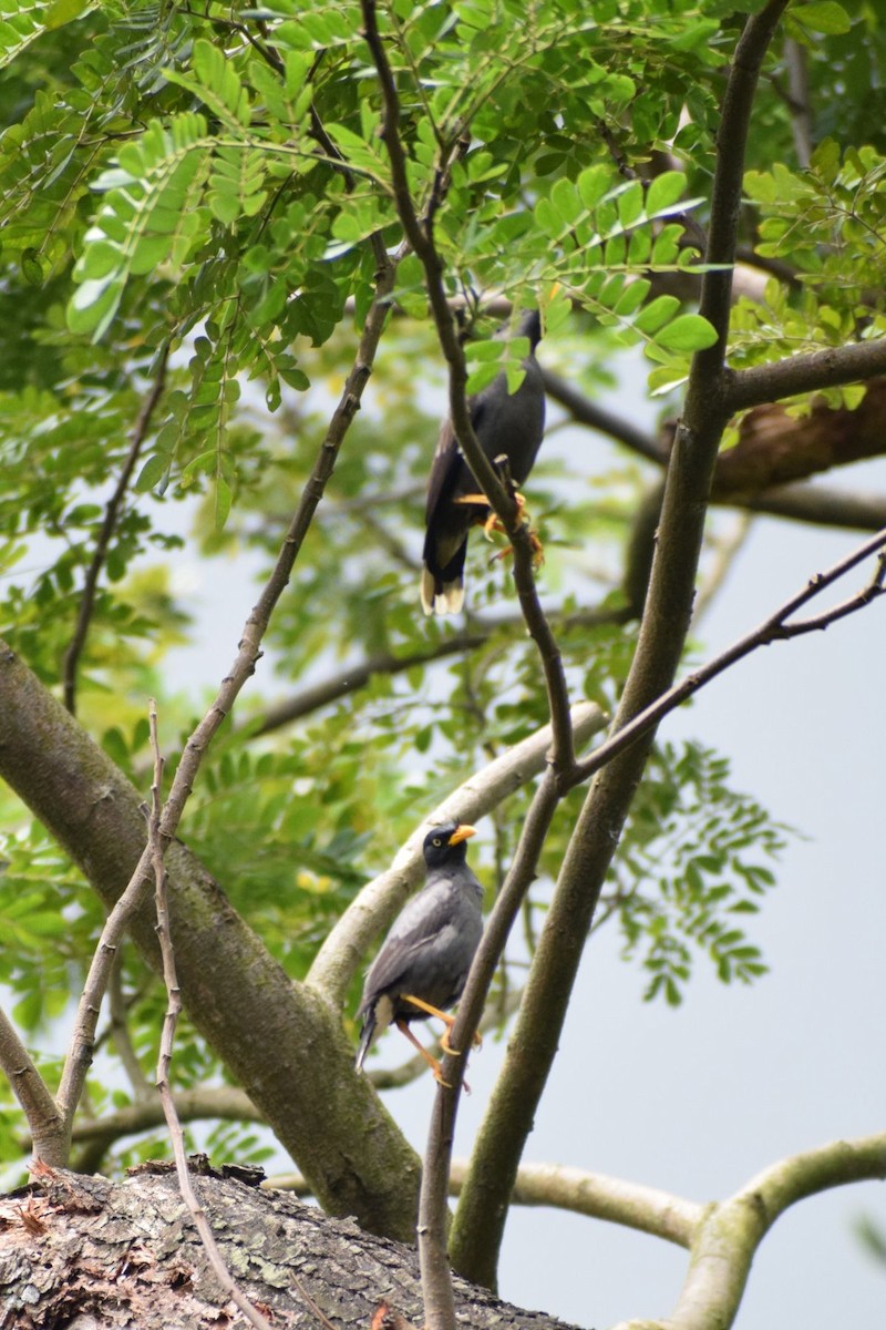 Javan Myna - ML647814307