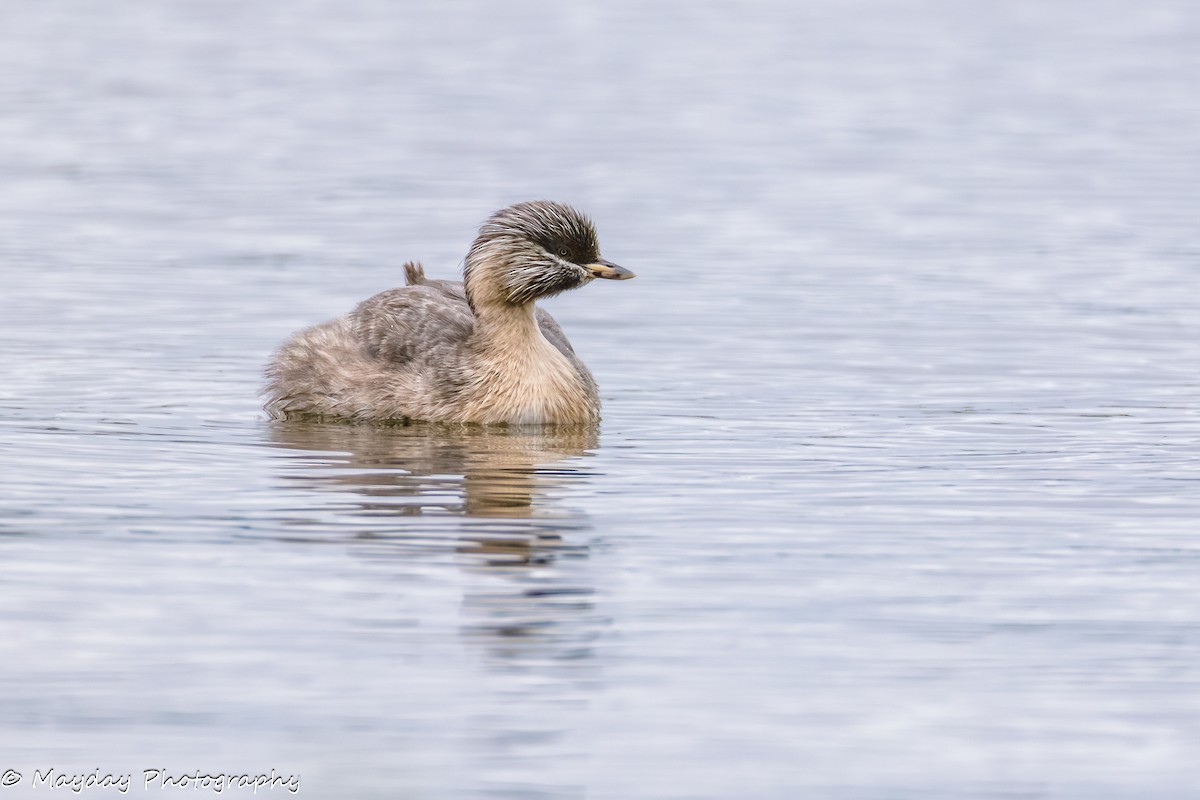 シラガカイツブリ - ML647814321