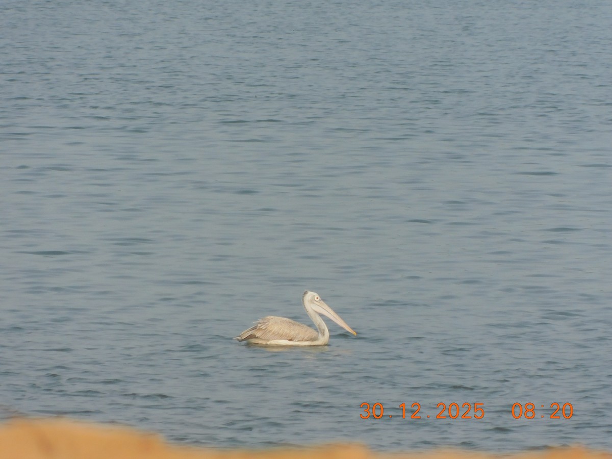 Spot-billed Pelican - ML647814329