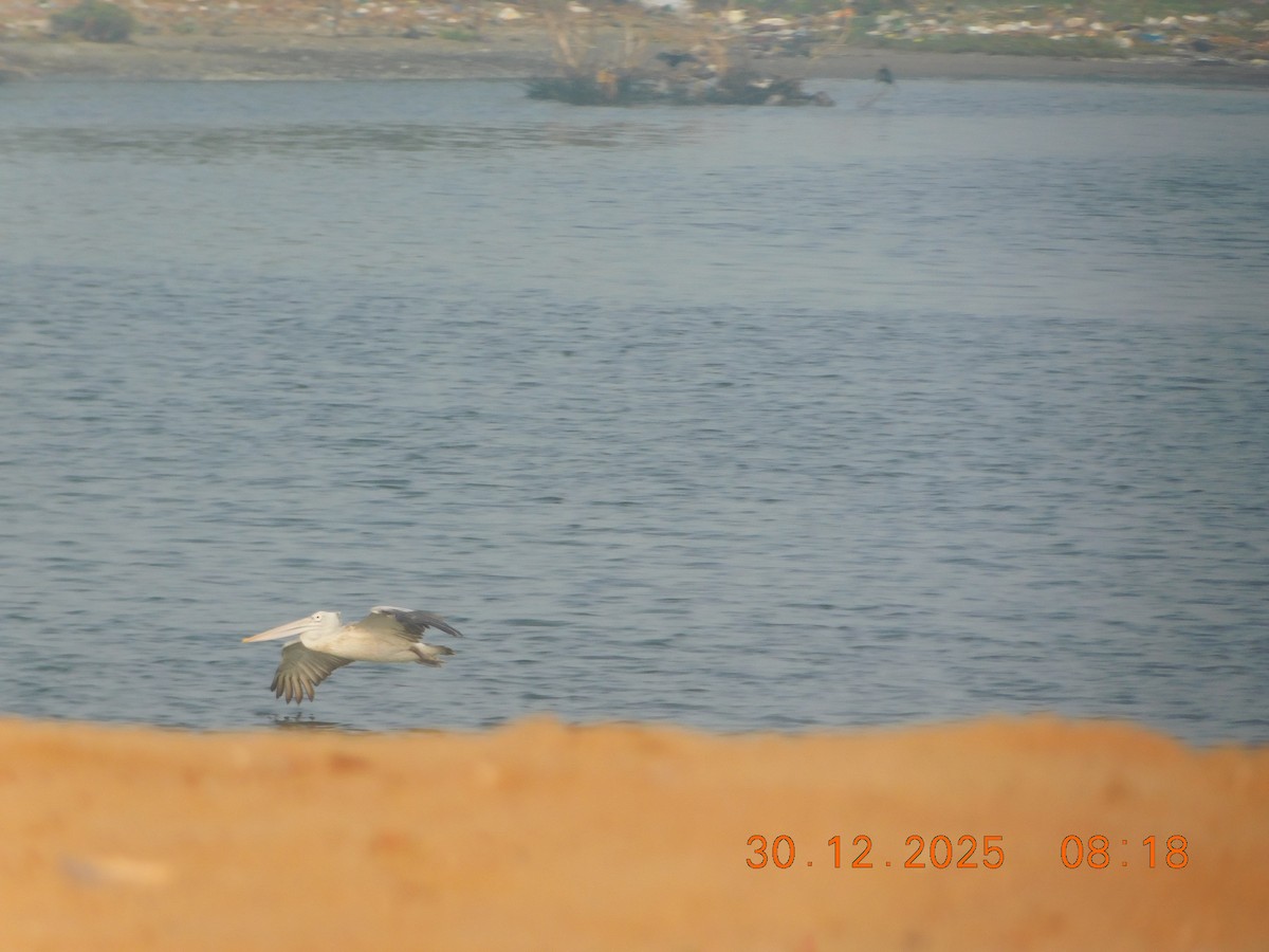 Spot-billed Pelican - ML647814330