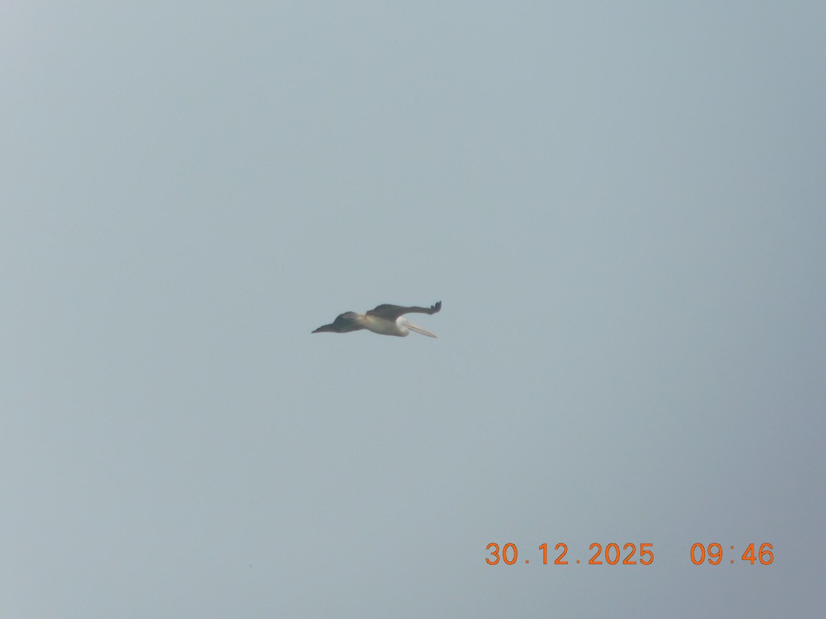 Spot-billed Pelican - ML647814331