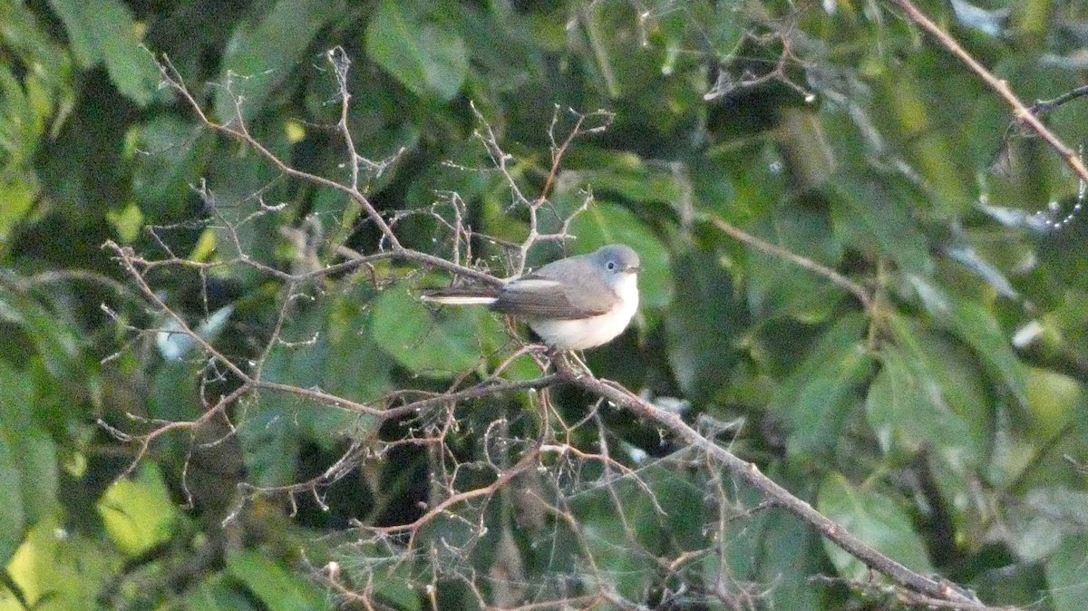 ブユムシクイ - ML647814349